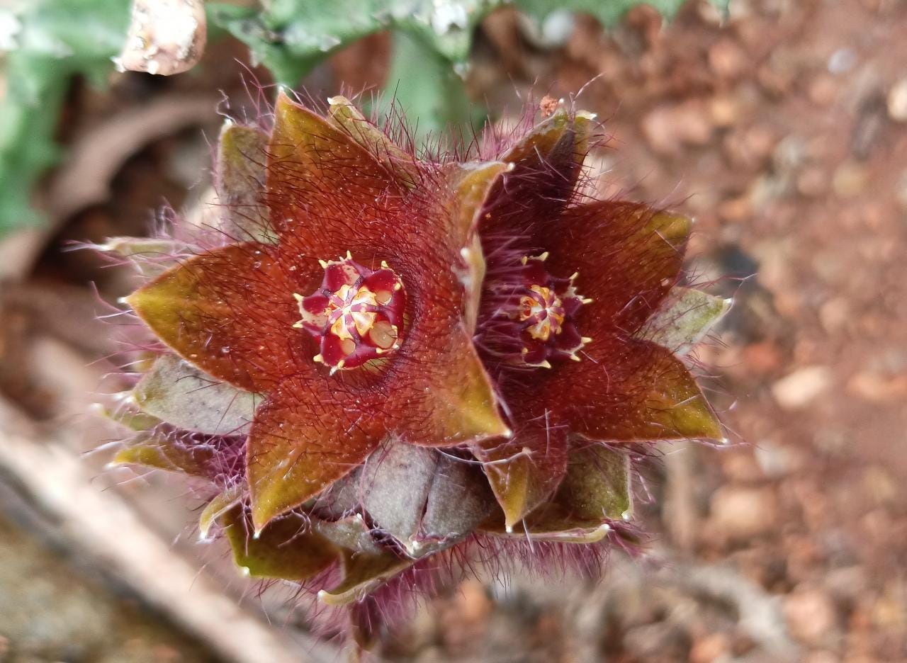 20.07.2021 Rare and endemic Caralluma indica flowered in TBG.
